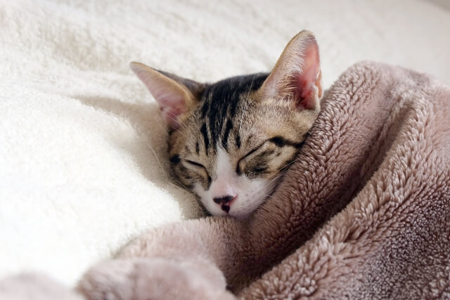 毛布にくるまれた猫