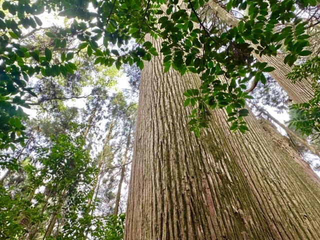 巨大な杉の木
